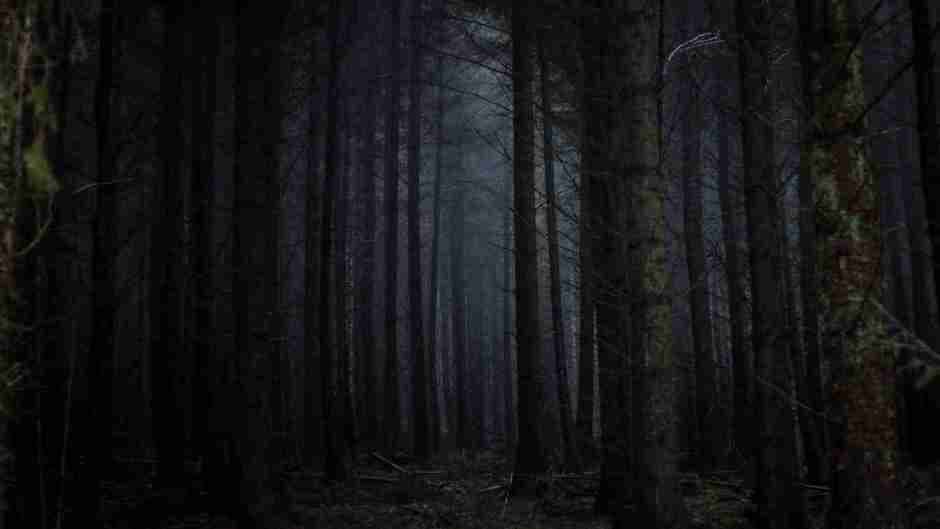 A dark forest