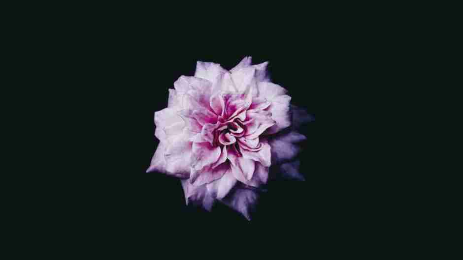 A flower