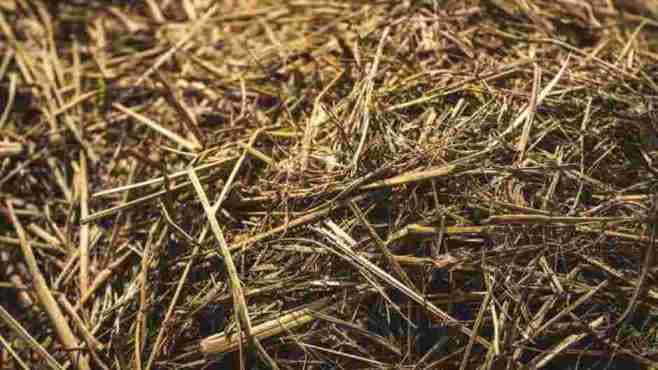 A haystack