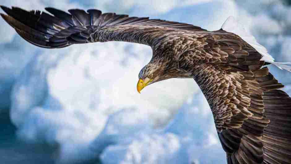 An eagle