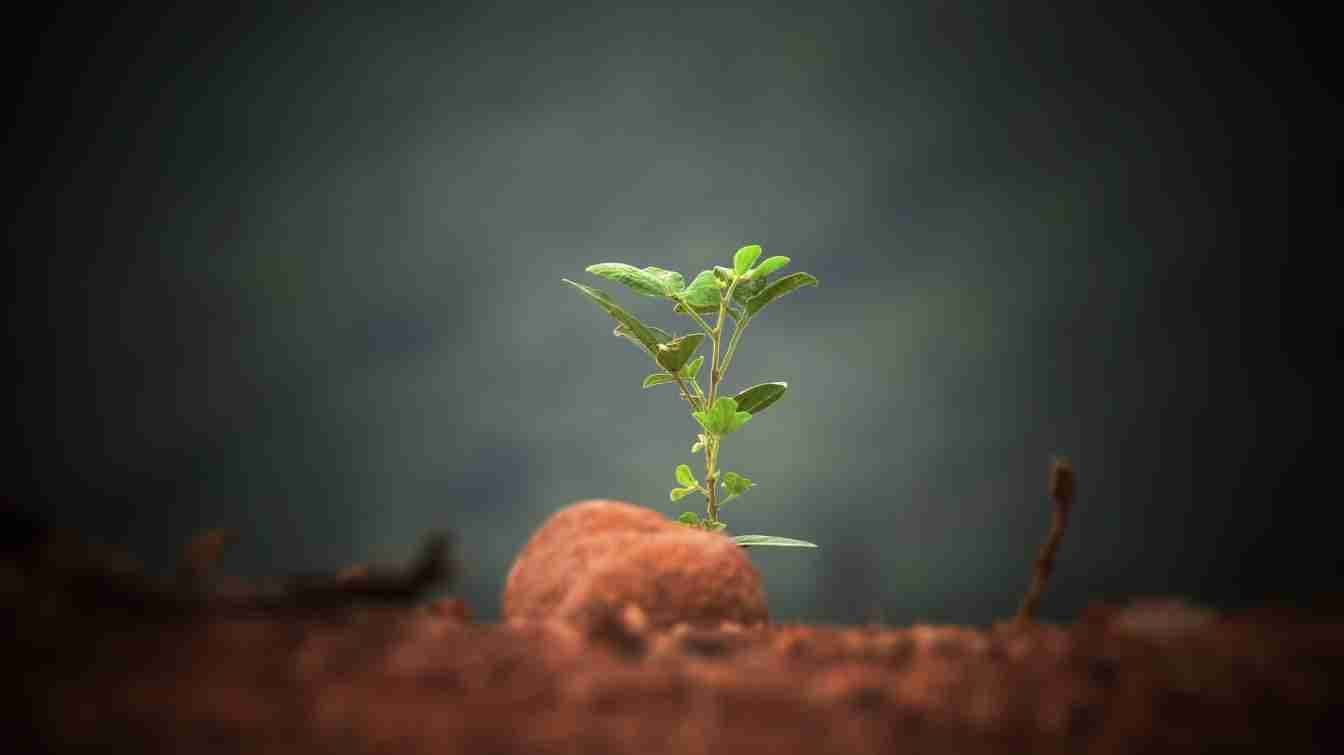 A small plant